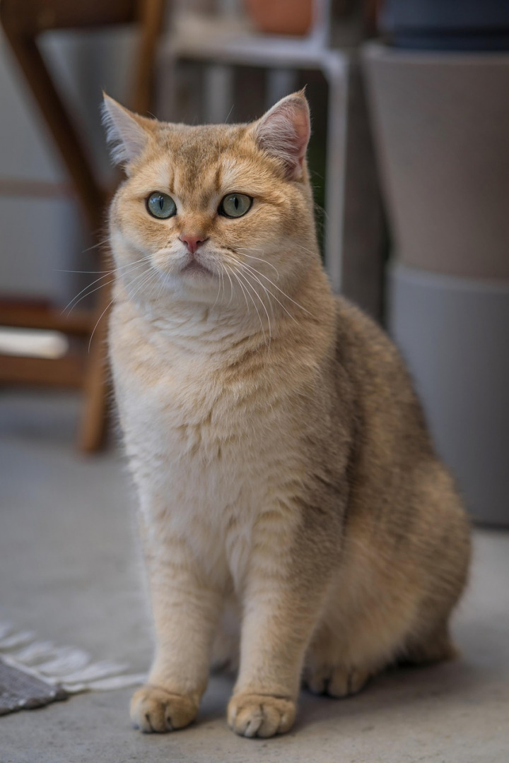 british shorthair cat