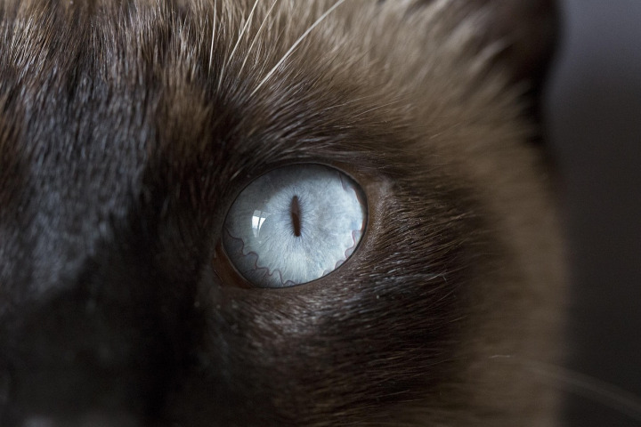 siamese cat blue eyes
